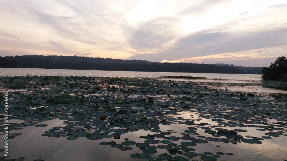 lotus in the lake, sunset;