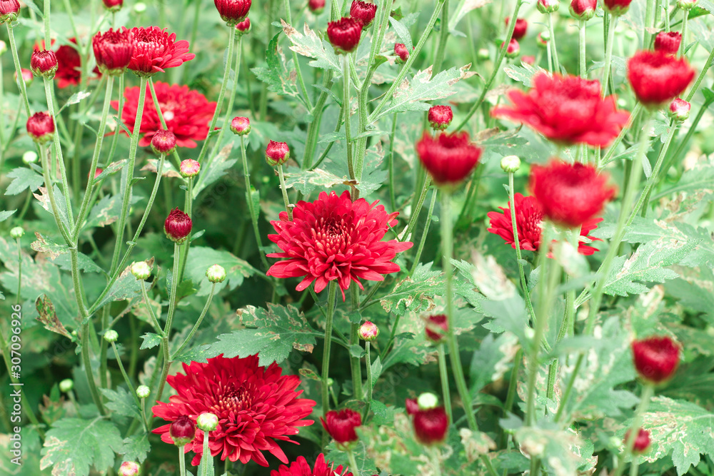 The beautiful red poppies flowers in the garden under the light with a blur background, focus in one spot