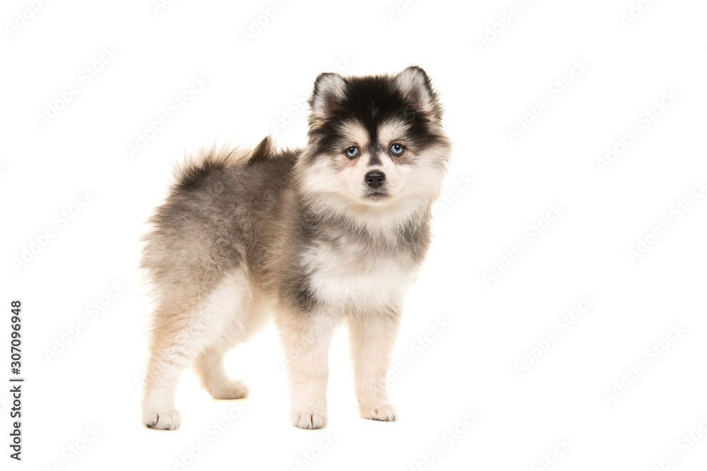 Adorable standing pomsky puppy seen from the side isolated on a white background