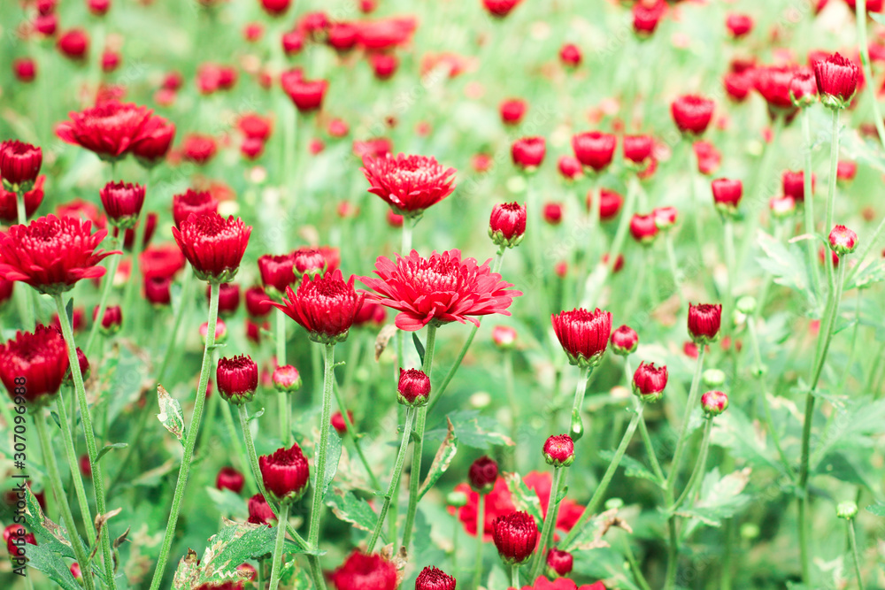 The beautiful red poppies flowers in the garden under the light with a blur background, focus in one spot The beautiful red poppies flowers in the garden under the light with a blur background, focus in one spot