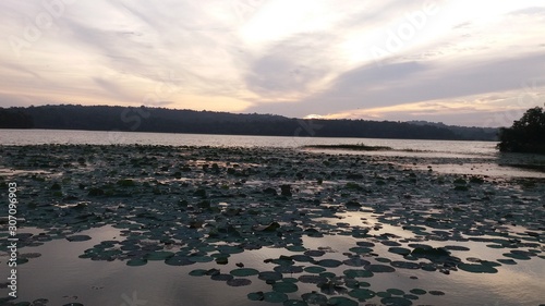 lotus in the lake, sunset; © danijela veselinovic
