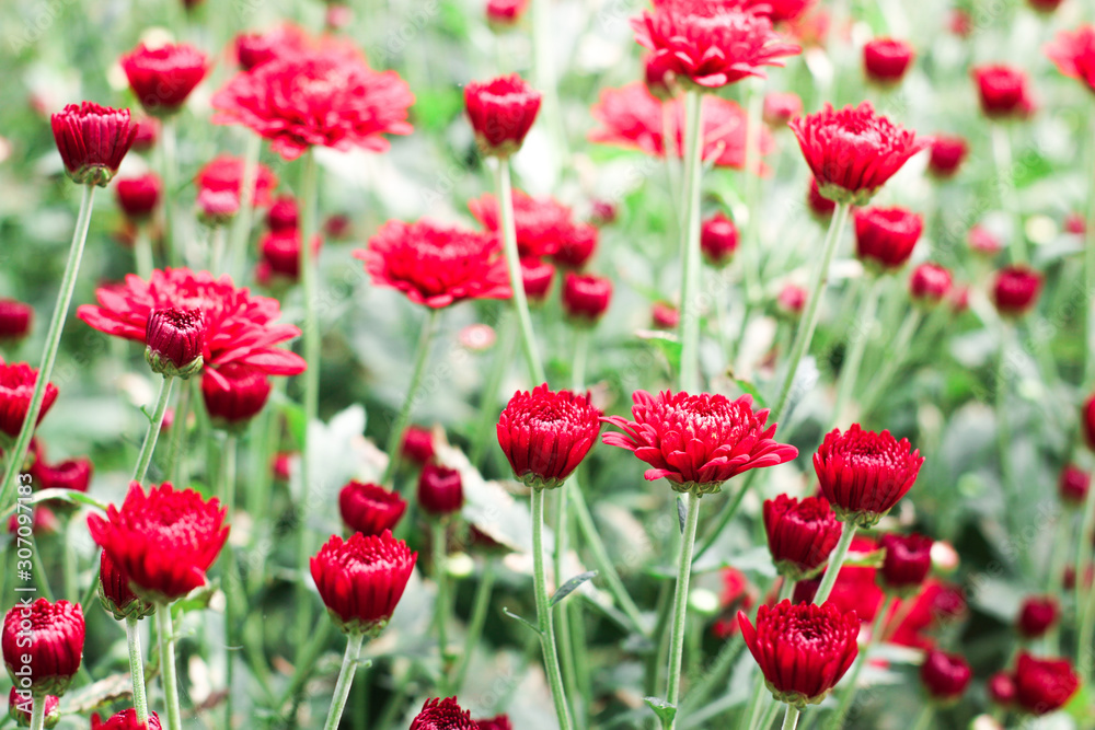 The beautiful red poppies flowers in the garden under the light with a blur background, focus in one spot The beautiful red poppies flowers in the garden under the light with a blur background, focus in one spot