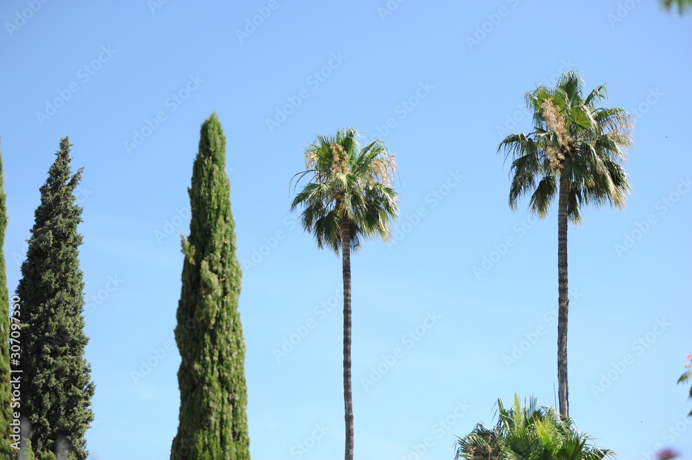 Obraz premium palmeras