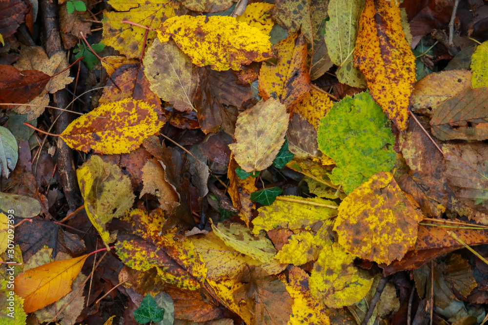 Primo piano delle foglie e le differenti sfumature di colori del bosco in autunno, stagioni e natura