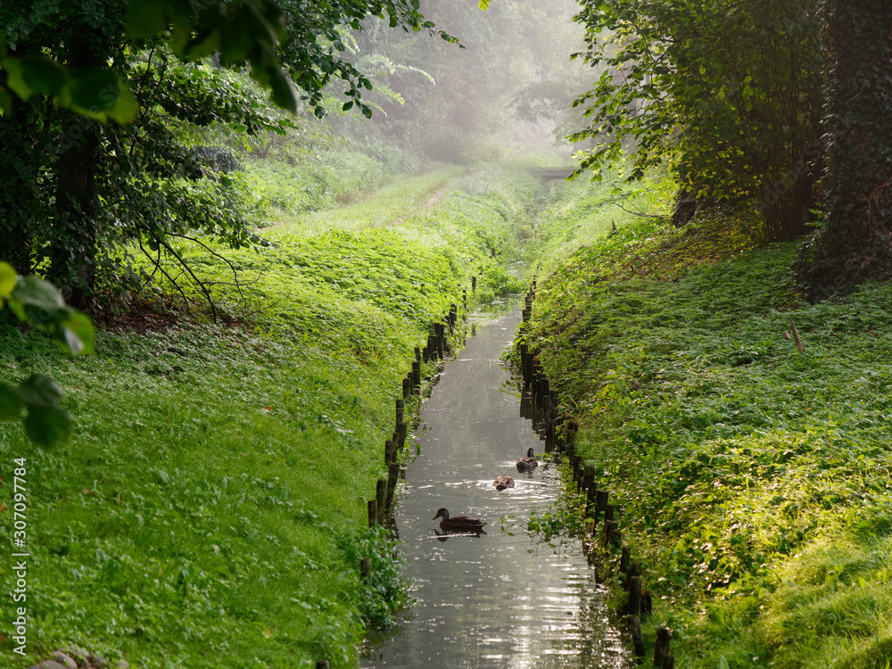 Fototapeta premium City green park stream wild ducks. Wolsztyn, Poland