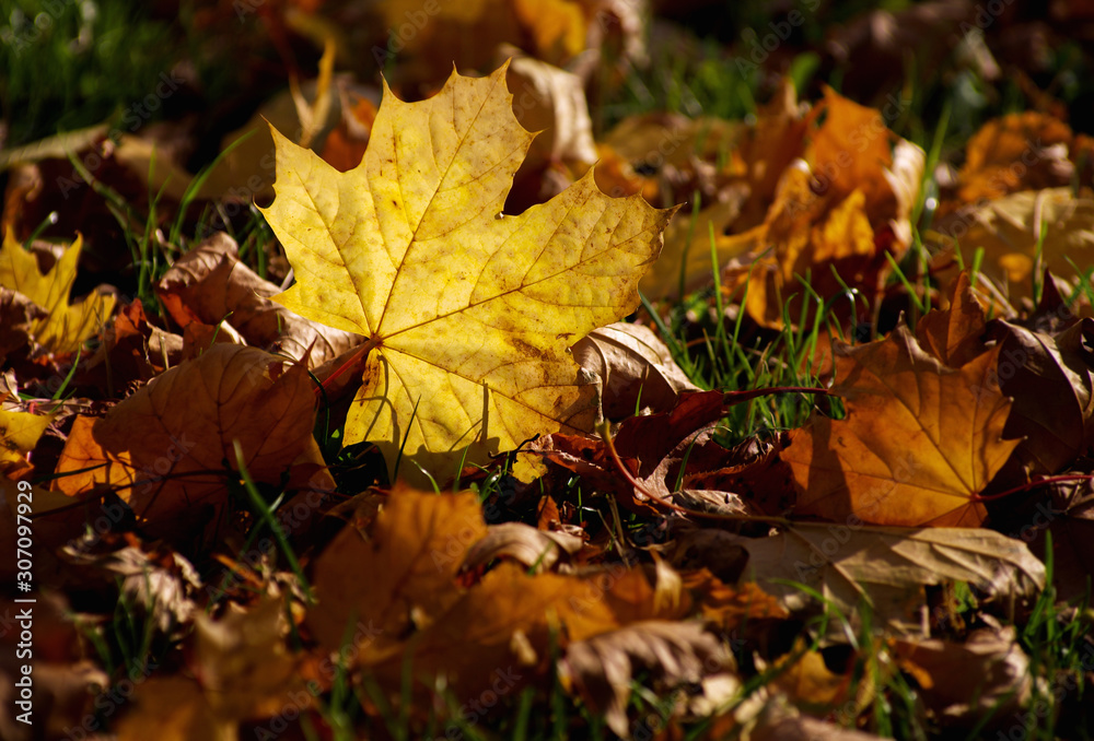 Yellow maple leaf on the ground in autumn sunlight