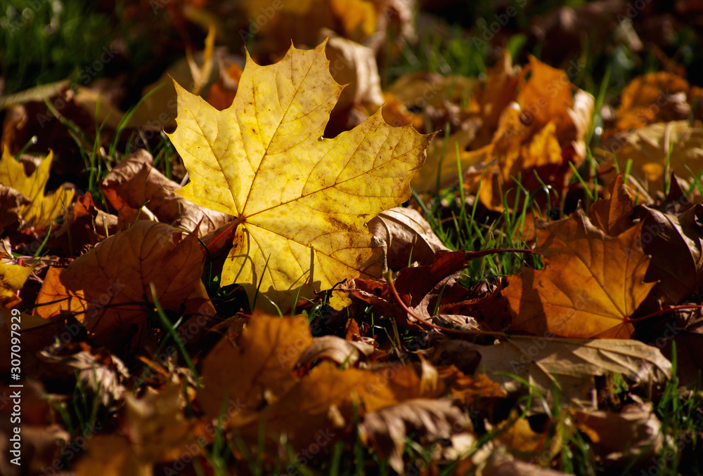 Yellow maple leaf on the ground in autumn sunlight Yellow maple leaf on the ground in autumn sunlight