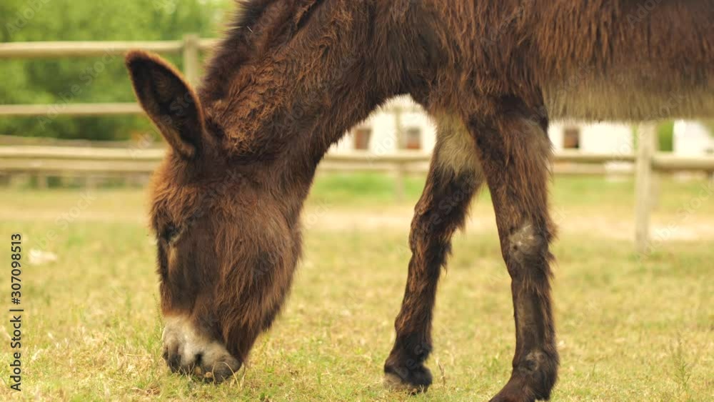 Medium shot of a brown domesticated donkey grazing in paddock on bright day. Medium shot of a brown domesticated donkey grazing in paddock on bright day.
