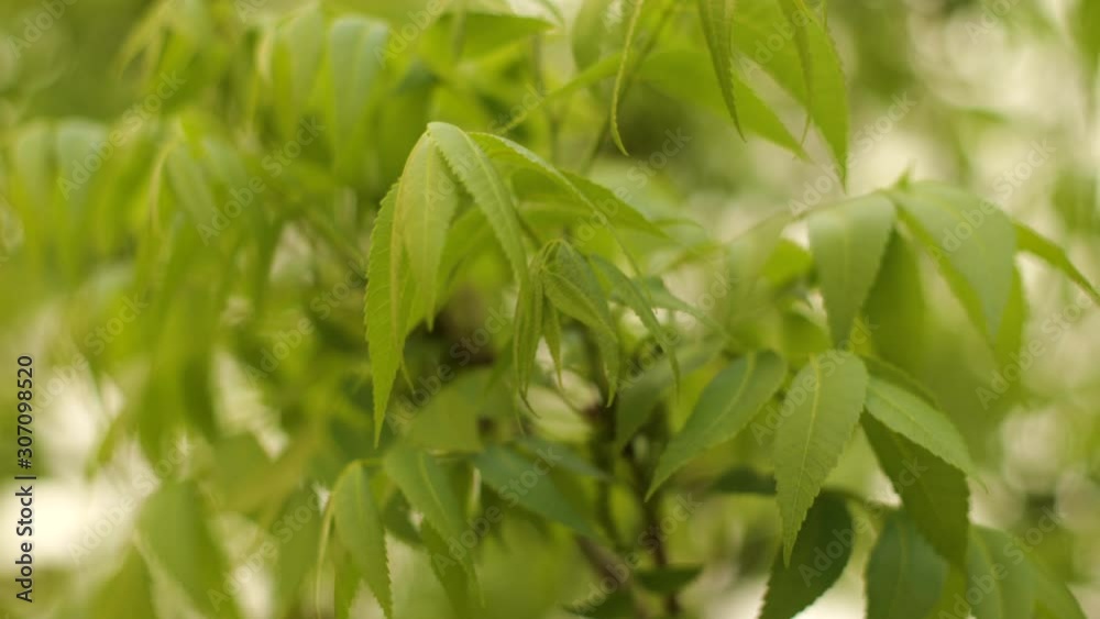 Tight shot of a pecan tree's leaves swaying in the wind. Tight shot of a pecan tree's leaves swaying in the wind.