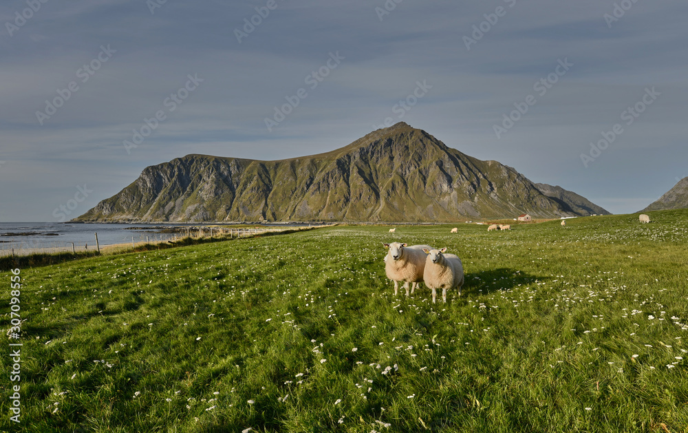 Obraz premium Two sheep on field in the mountains in Norway Lofoten Islands