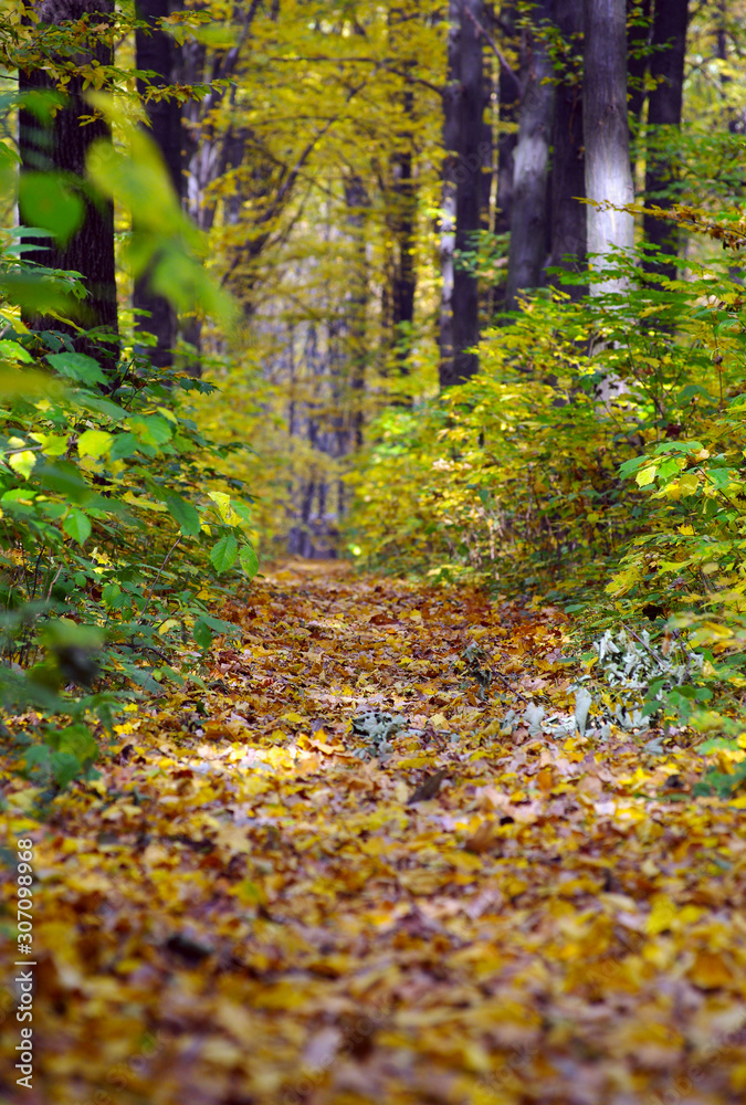 path in the autumn park