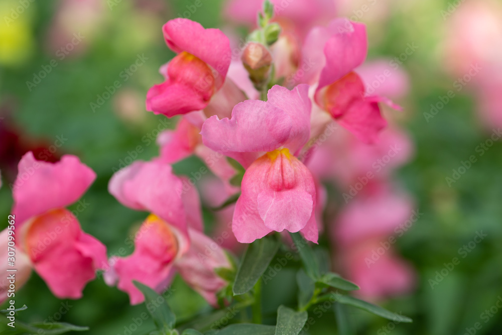 Löwenmäulchen im Garten, farbenfrohe und pflegeleichte Frühlingsboten Löwenmäulchen im Garten, farbenfrohe und pflegeleichte Frühlingsboten