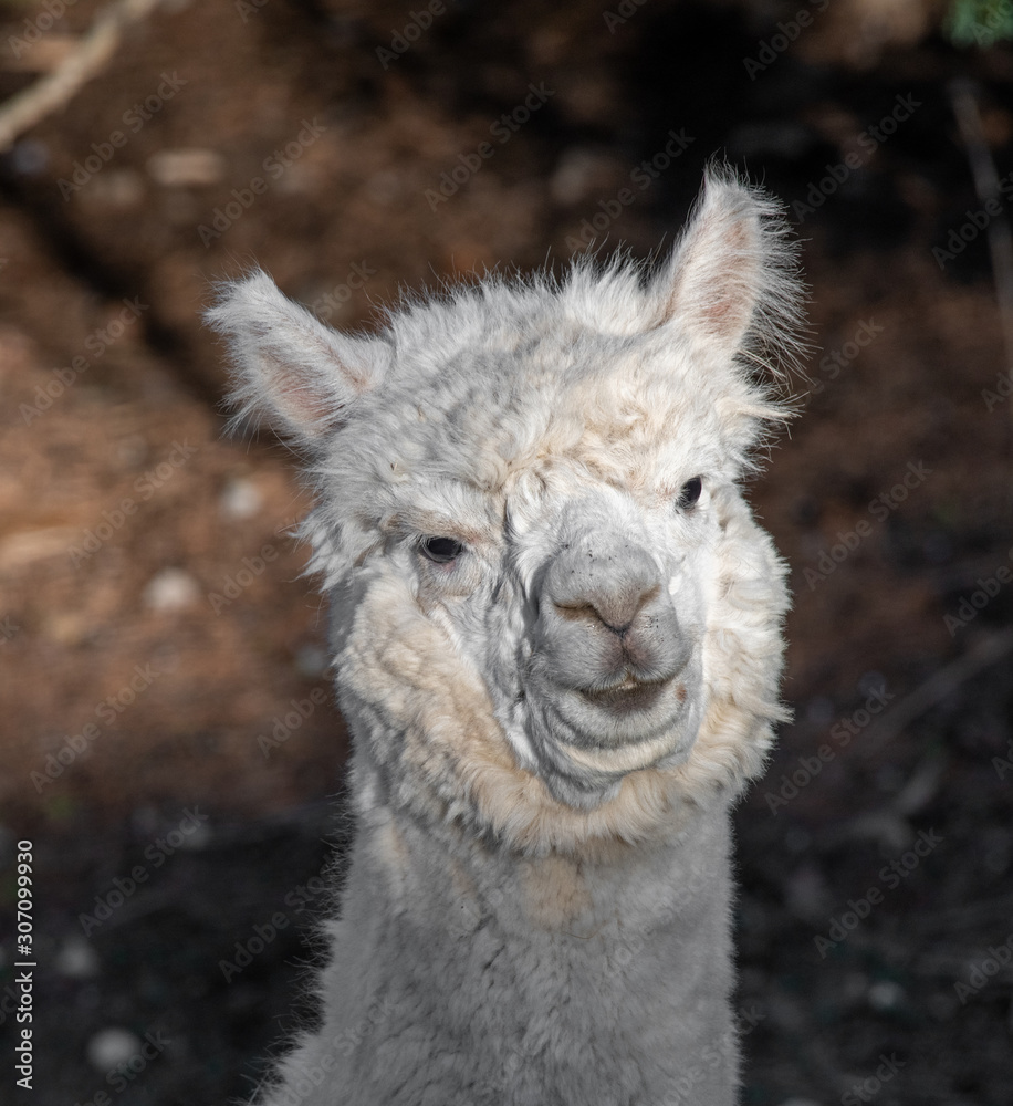 Obraz premium Closeup of the head of a white and woolly alpaca (vicugna pacos)