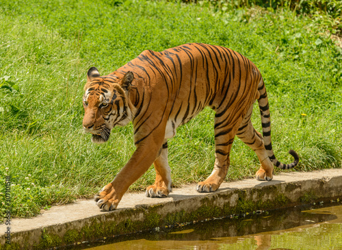 tiger walking by the water moat