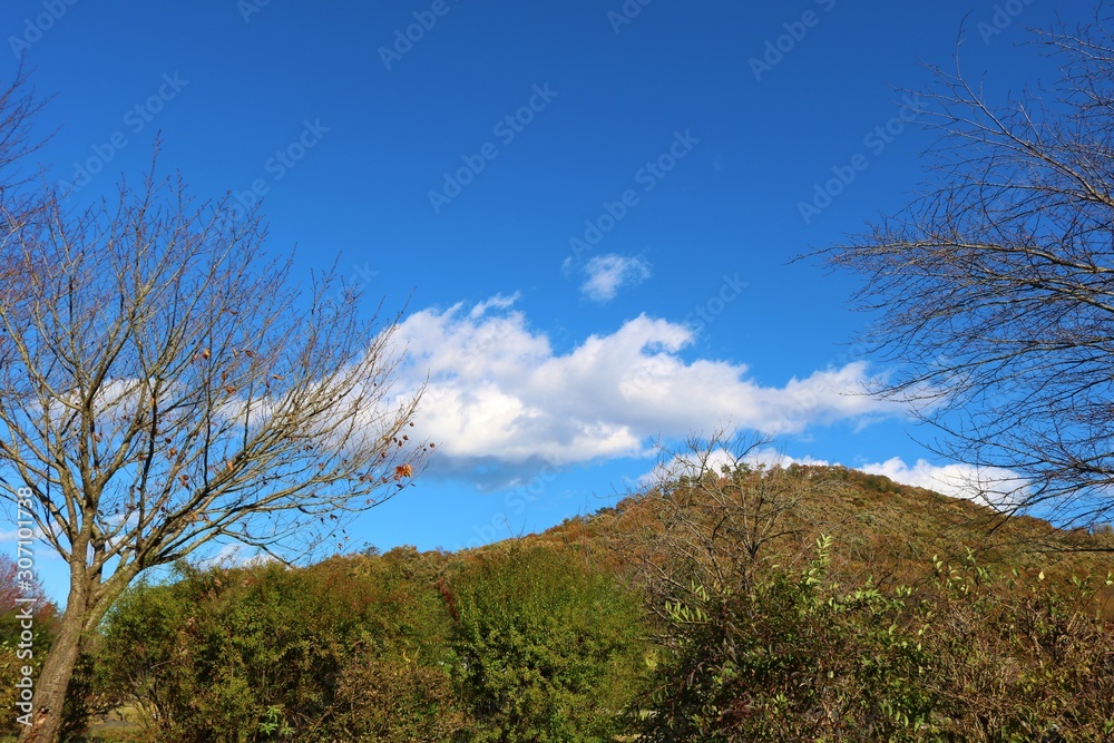 空　風景　秋　杤木