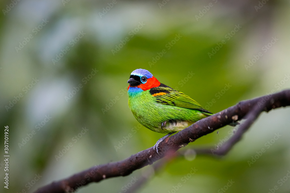 Close up of a Red-necked tanager, side view, perched on a branch against defocused background, Folha Seca, Brazil Close up of a Red-necked tanager, side view, perched on a branch against defocused background, Folha Seca, Brazil