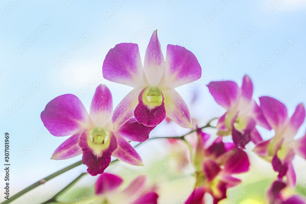 Close up of beautiful purple orchid in garden Close up of beautiful purple orchid in garden