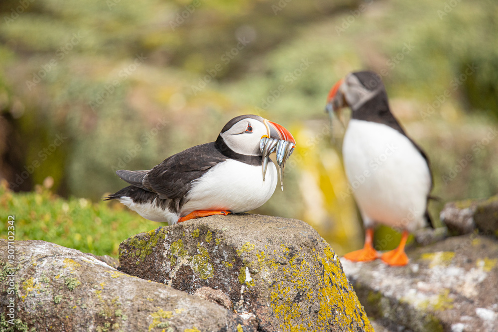Puffin, Fratercula arctica Puffin, Fratercula arctica