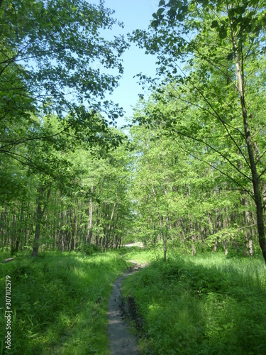 green forest in the daytime