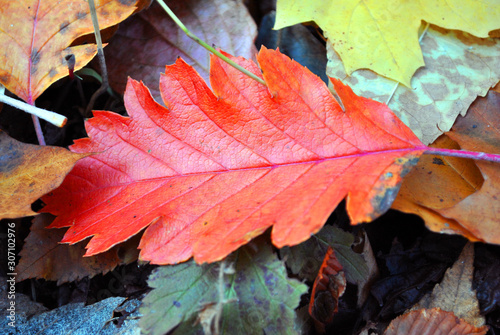 Sorbus  hybrida  oakleaf mountain ash  Swedish service-tree  Finnish whitebeam  bright red autumn leaf on colorful leaves background