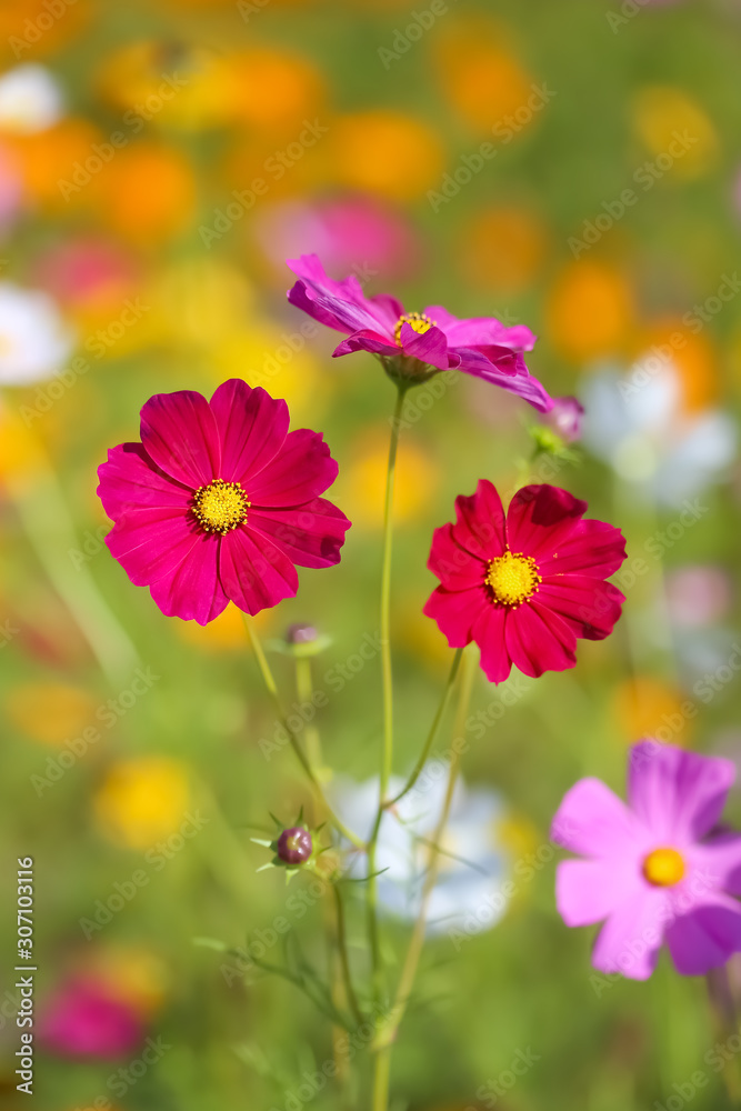Cosmos flower selective focus with blurred nature copy space background Cosmos flower selective focus with blurred nature copy space background