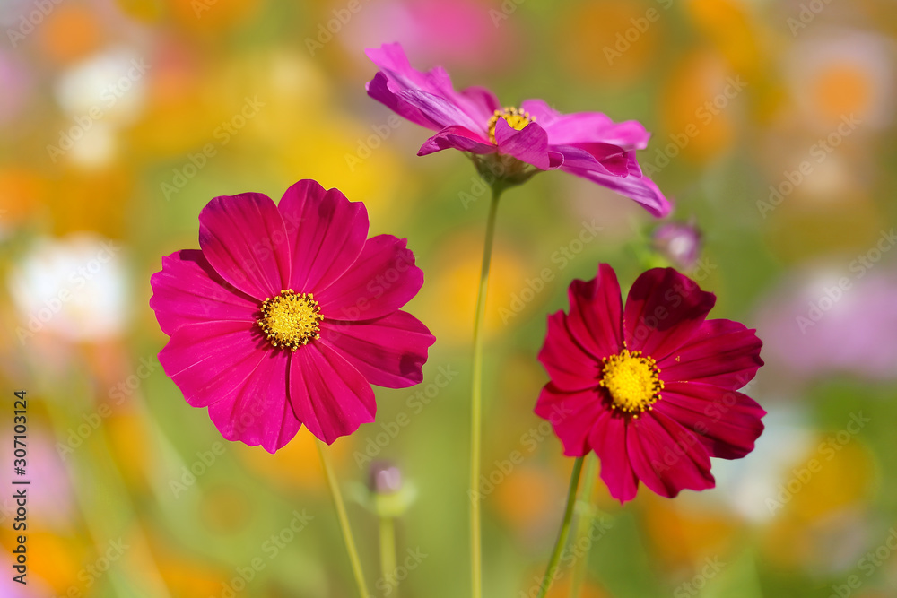 Cosmos flower selective focus with blurred nature copy space background Cosmos flower selective focus with blurred nature copy space background
