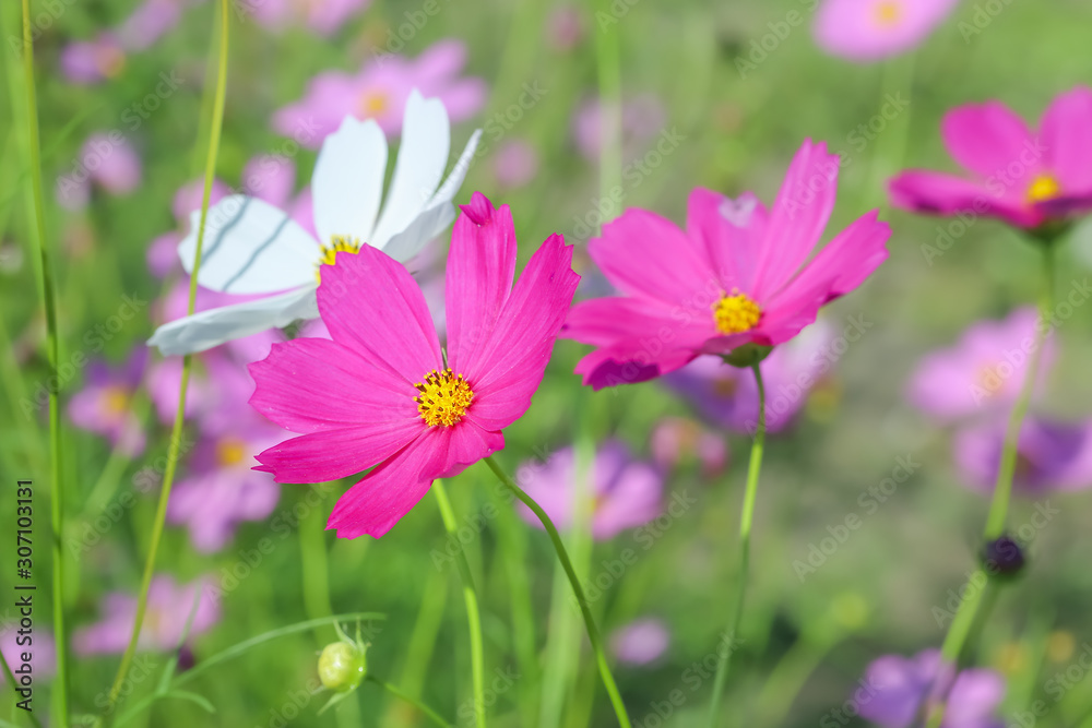 Cosmos flower selective focus with blurred nature copy space background Cosmos flower selective focus with blurred nature copy space background