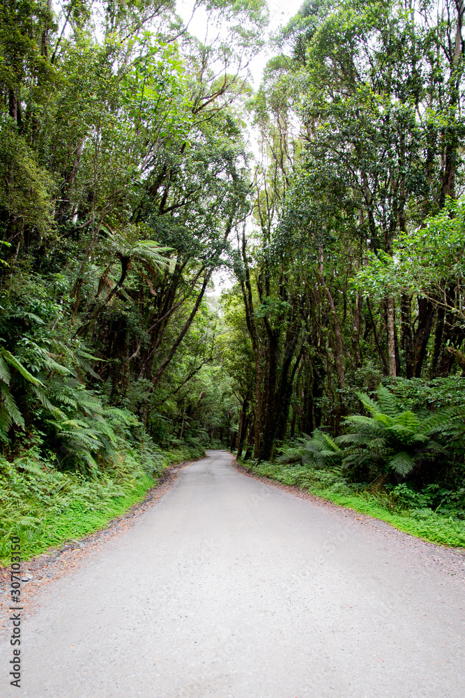 Road leading in New Zealand Rainforest Road leading in New Zealand Rainforest