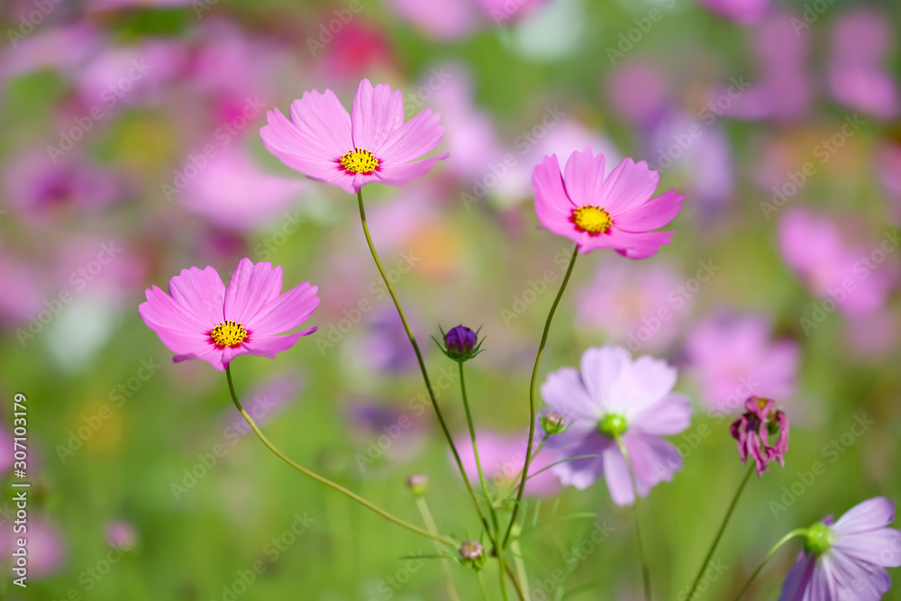Cosmos flower selective focus with blurred nature copy space background Cosmos flower selective focus with blurred nature copy space background