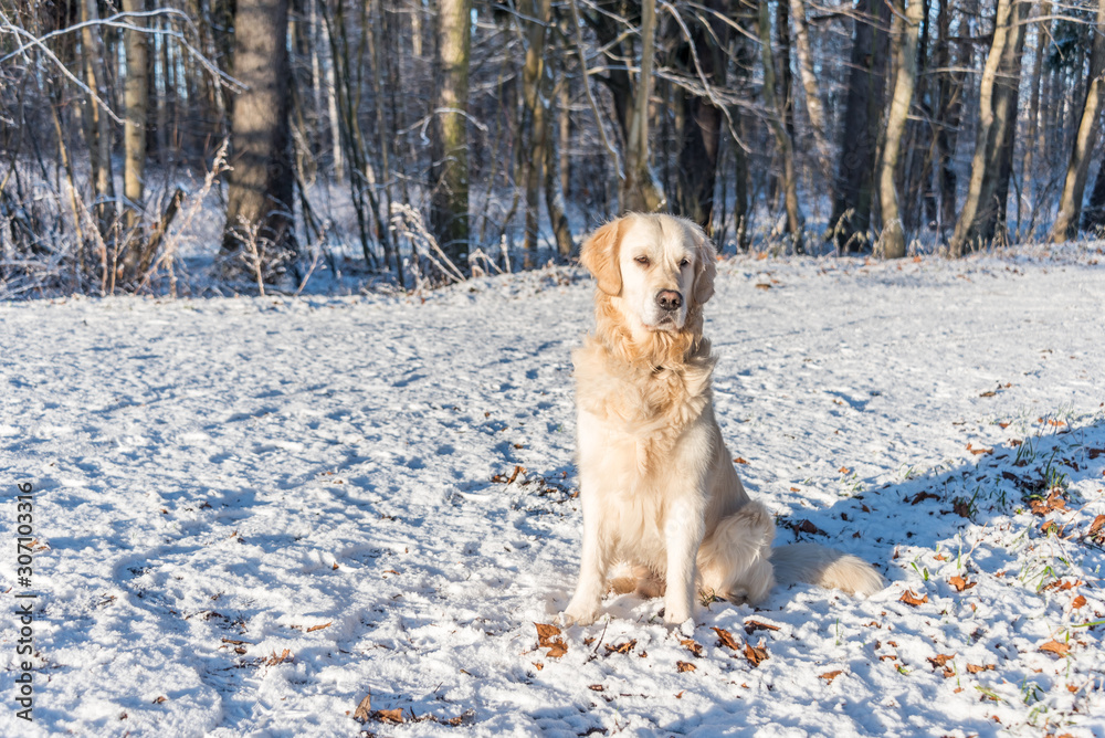 Champion Golden Retriever Sitting in Snow on a Sunny Day