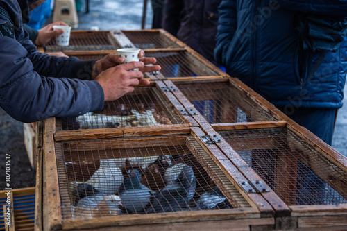 Istanbul/ Turkey - 12.01.2019: A pigeon inside the cage in bird market in Istanbul photo