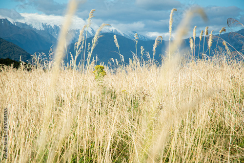 Wild Reeds in from of snow capped mountains -  New Zealand