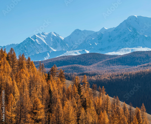 Autumn view, sunny day. Orange larch forest on a hillside, snow-capped peaks.