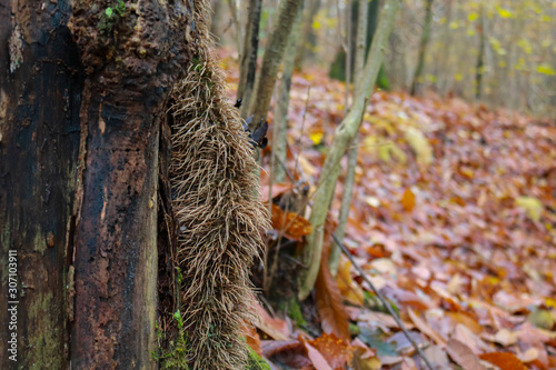 Le differenti sfumature di colori del bosco in autunno, stagioni e natura photo