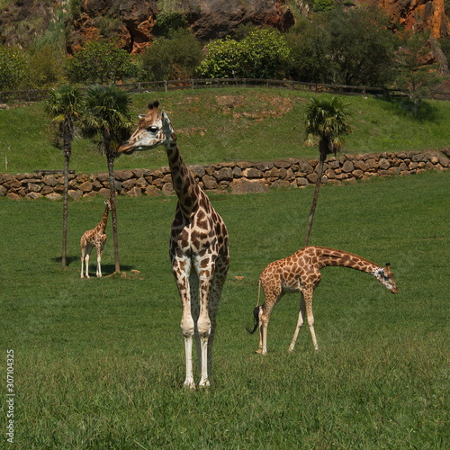 Giraffes in nature park Cabarceno near Santander province Pas-Miera in Spain