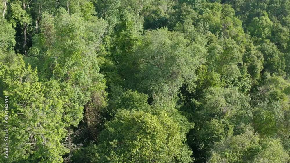 An aerial view of a tall tree canopy of an Indonesian forest on Belitung Island An aerial view of a tall tree canopy of an Indonesian forest on Belitung Island