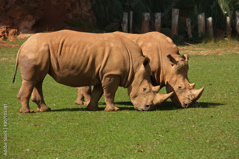 Fototapeta premium Rhinoceros in nature park Cabarceno near Santander,province Pas-Miera in Spain
