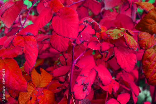 Raspberry and violet large autumn raspberry leaves  branches  volumetric shrubs.