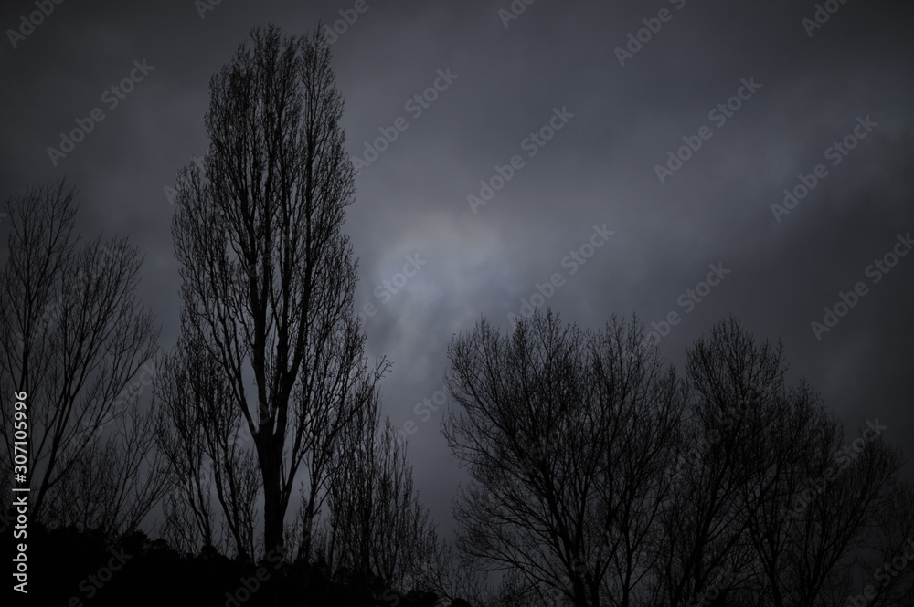 arboles arboles