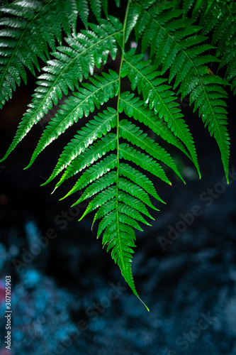 fern green leaves background dramatic picture style