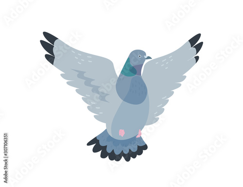 Flying pigeon flat vector illustration