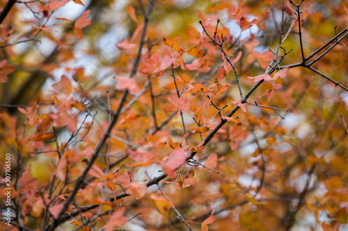 Leaves in Autumn