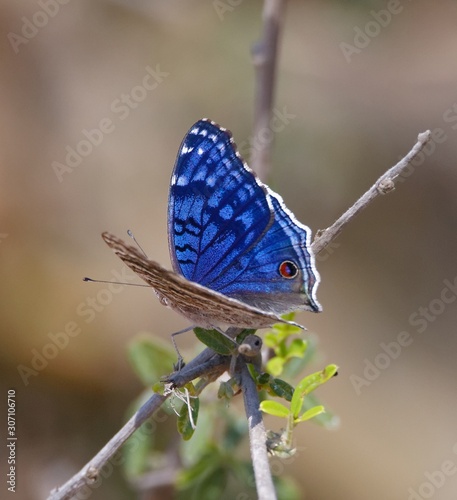 Junonia rhadama photo