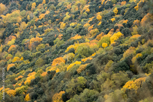 Yellow and green trees