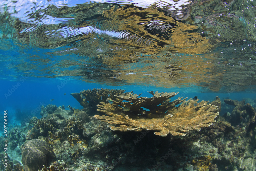 Elkhorn coral in the caribbean sea