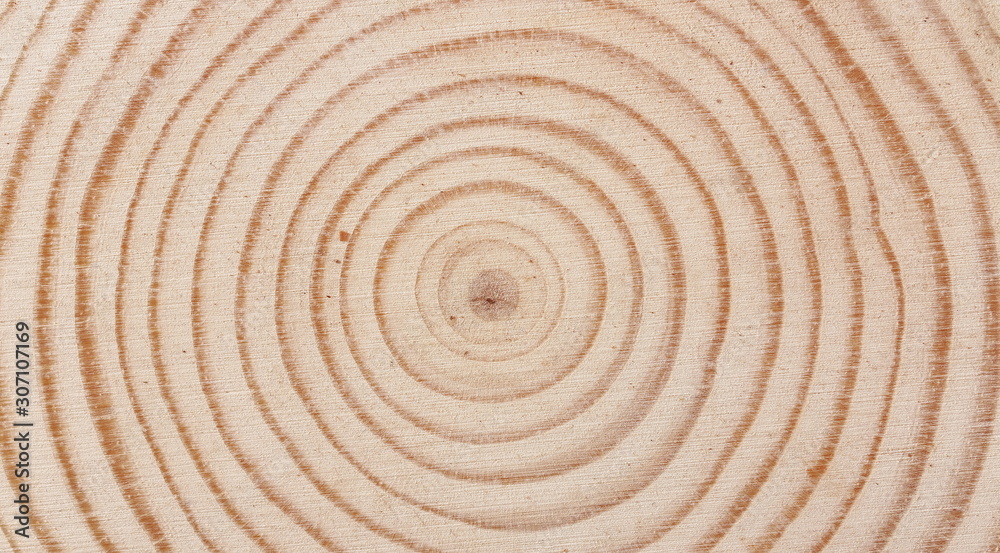 Cross section of tree trunk, stump, background and texture Cross section of tree trunk, stump, background and texture