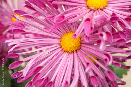 Close up of beautiful pink chrysanthemum head in a garden.