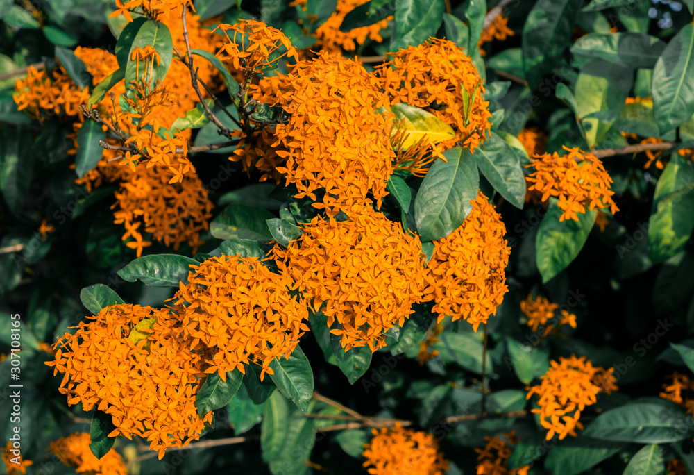 Colorful orange shrub flowers of West Indian Jasmine or Ixora flowers (Ixora  Macrothyrsa) are blossoming on the branches in tropical flower garden foto  de Stock | Adobe Stock