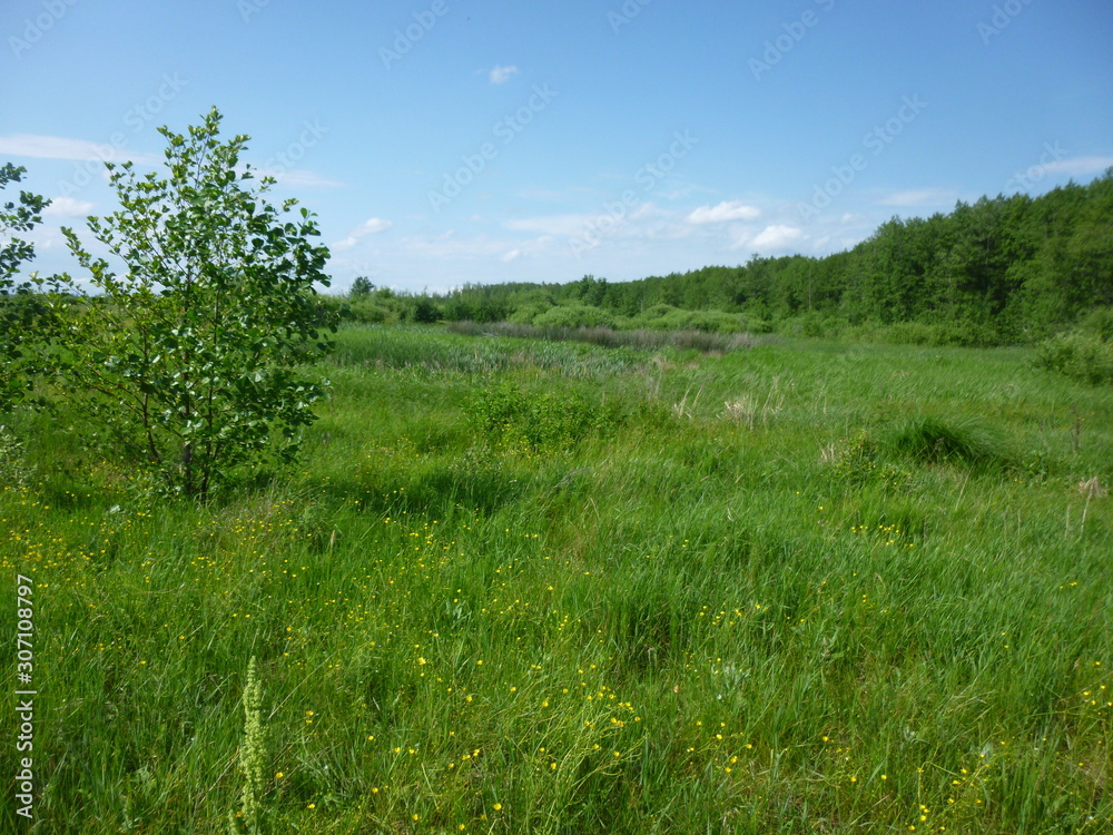 Obraz premium green forest by the river 