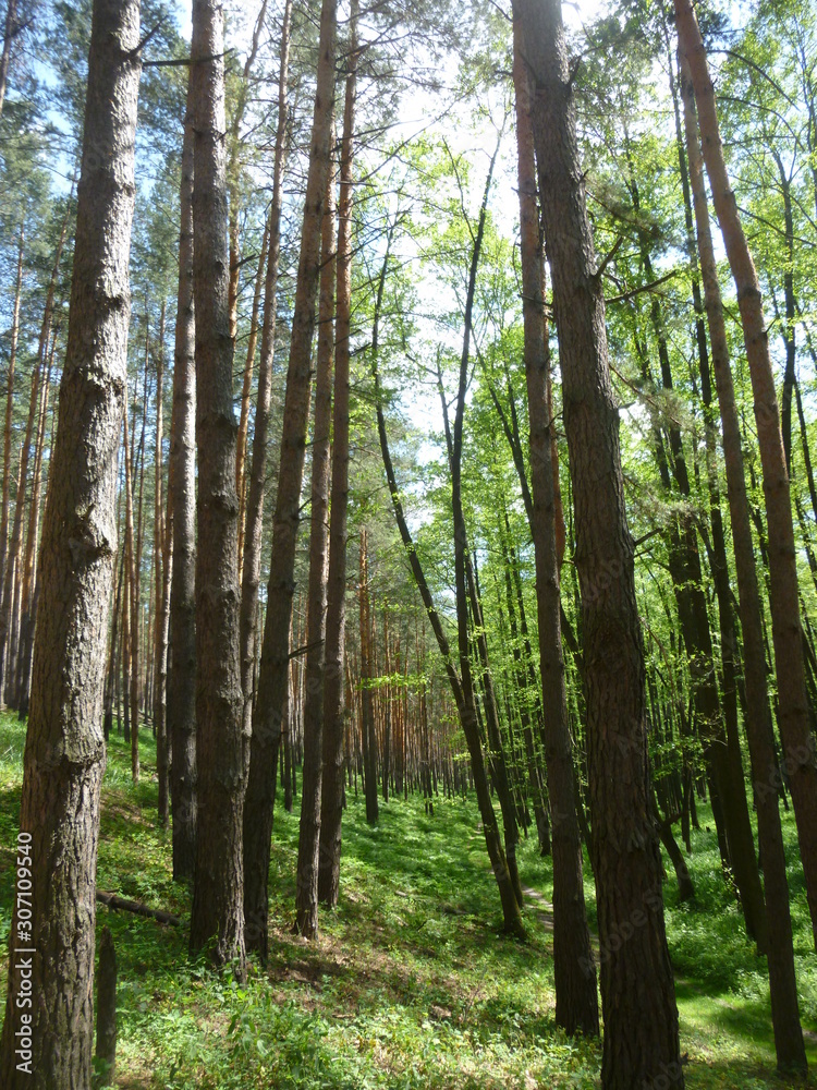 Obraz premium green forest by the river 